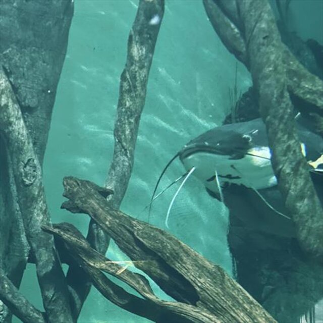 Moments Before Drowning
