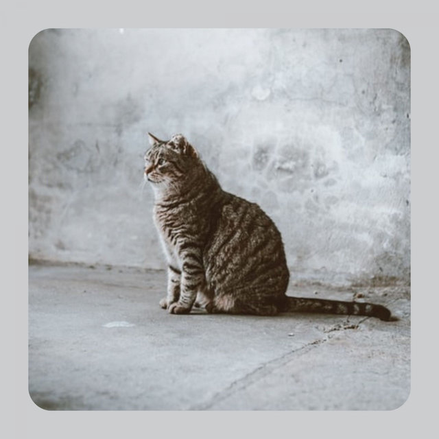 Urbane Background Music for Classic with Cats