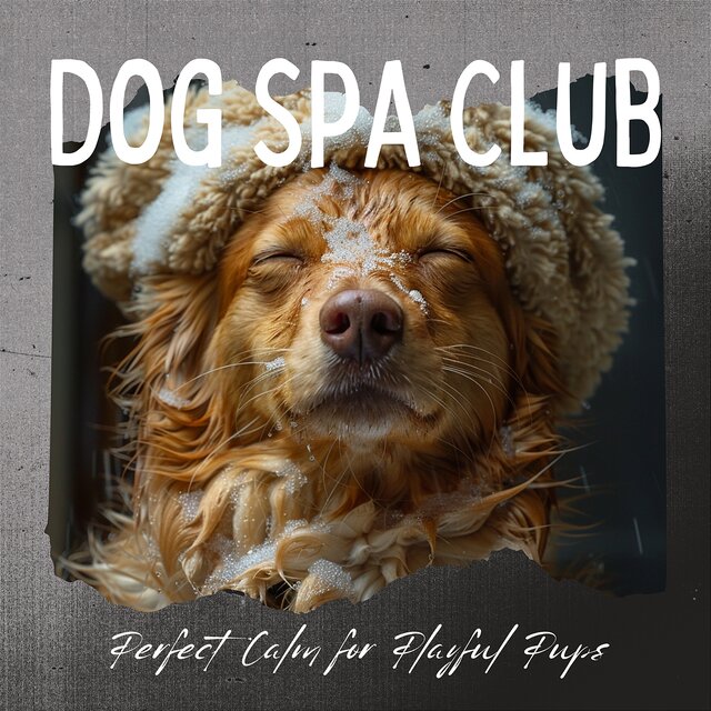 Perfect Calm for Playful Pups