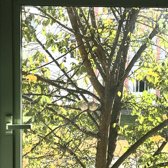 A Glance Out the Window