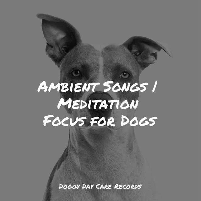 Ambient Songs | Meditation Focus for Dogs