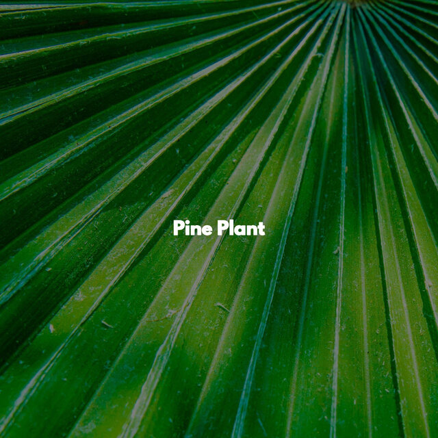 Pine Plant