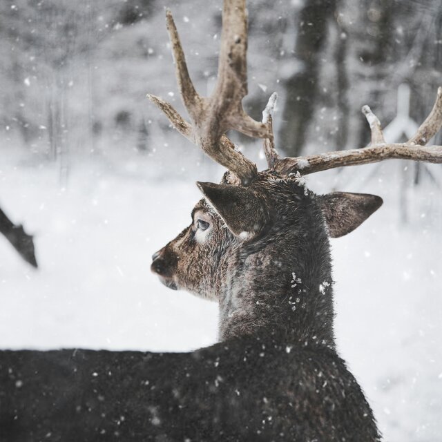 Language Of Winter