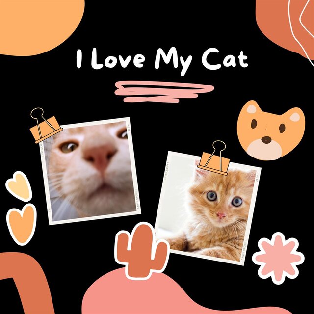 I Love My Cat