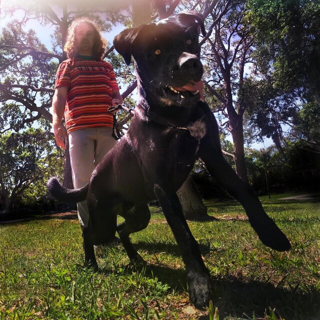 The Big Dog