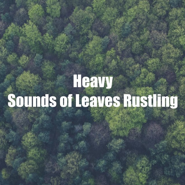 Heavy Sounds of Leaves Rustling