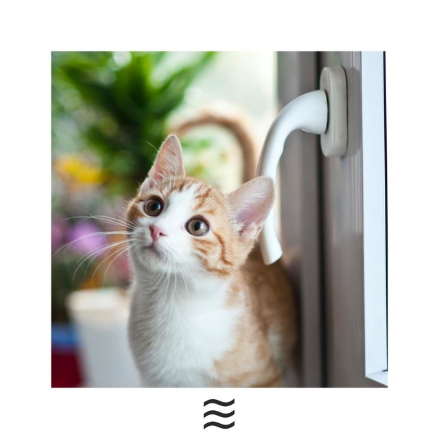 Raining for Cats Relief and Calm