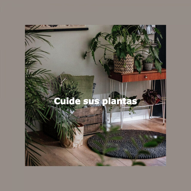 Cuide sus plantas