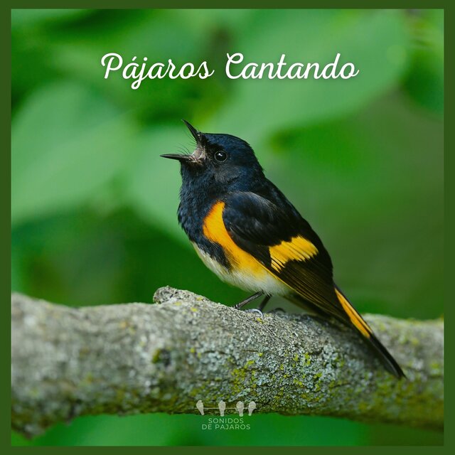 Pájaros Cantando