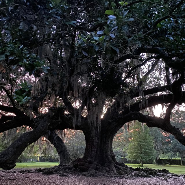 Under That Tree