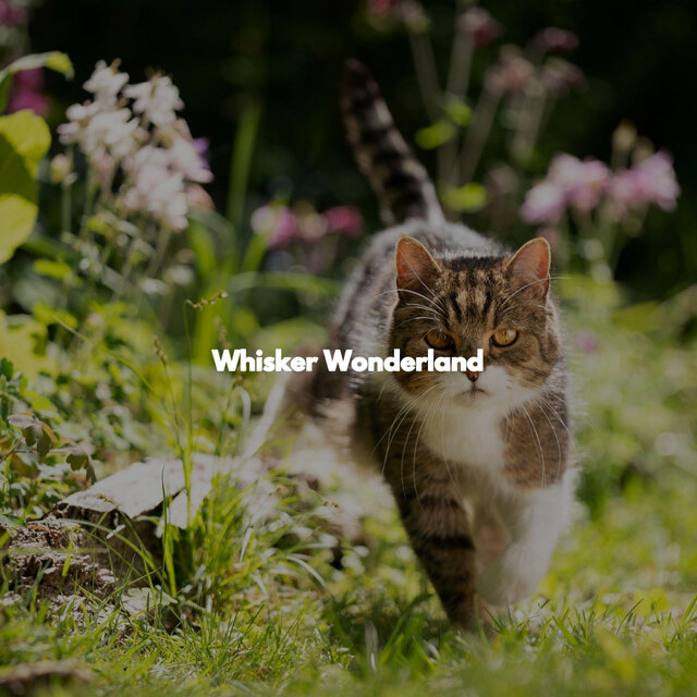 Whisker Wonderland