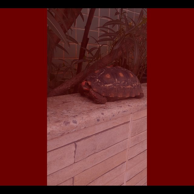 Turtle Mask