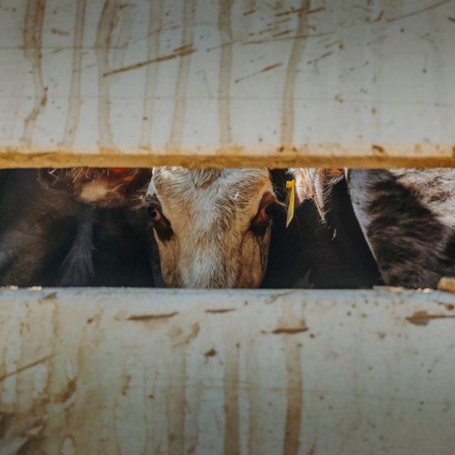 Liberación Animal