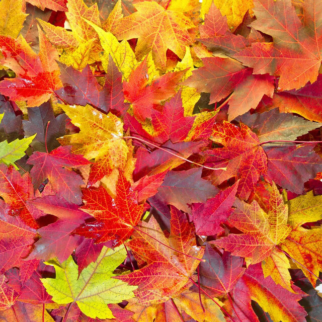 Bad Autumn