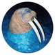 Cover art for album The Walrus EP by Tross
