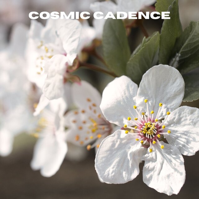 Cosmic Cadence
