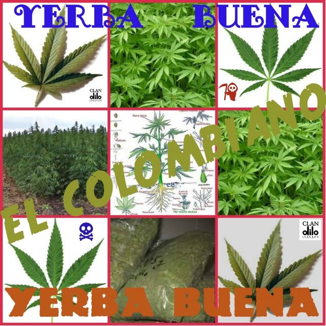Yerba Buena (La Yerba Buena)