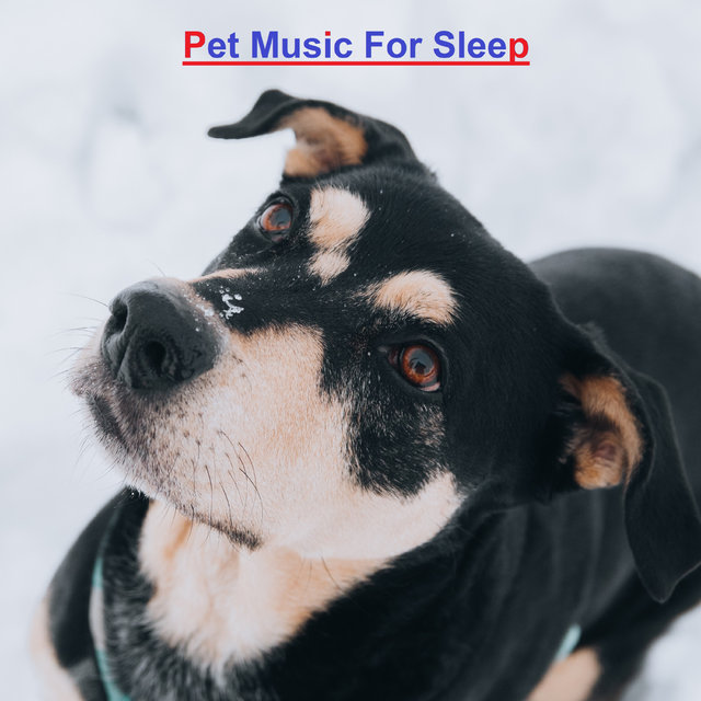 Pet Music For Sleep