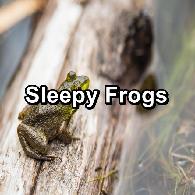 Sleepy Frogs