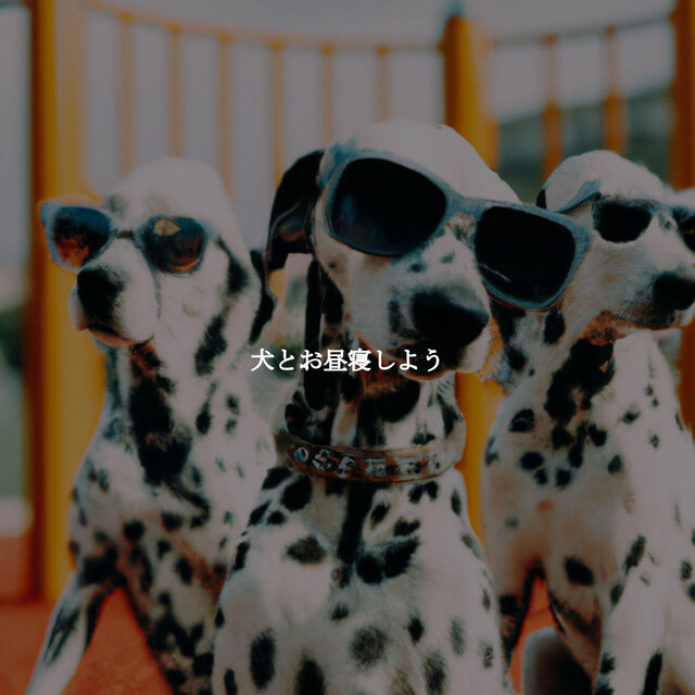 犬とお昼寝しよう