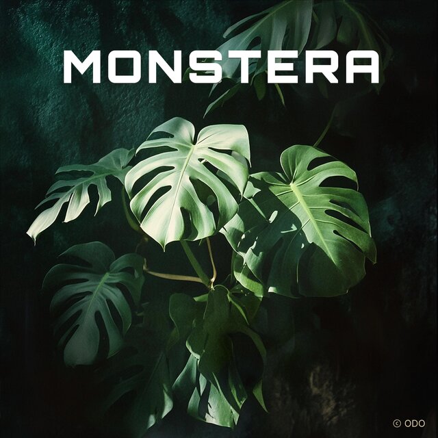 Monstera