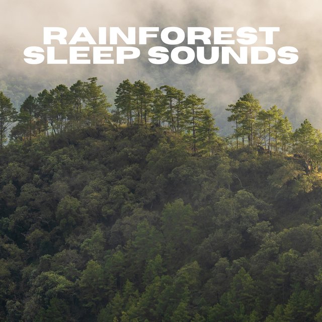Rainforest Sleep Sounds