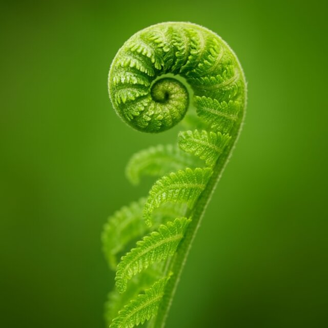 Total Refresh Mind
