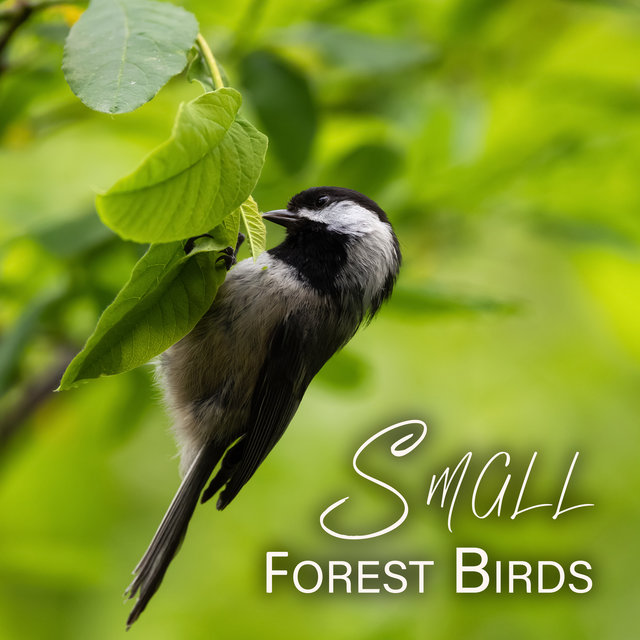 Small Forest Birds: Feel Positive Emotions, Reduce Stress, Increase Productivity