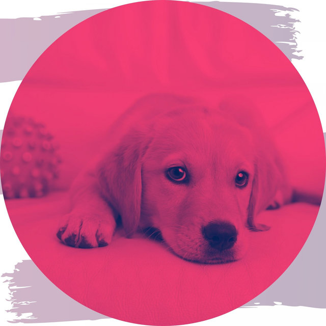 Acoustic Guitar Solo (Music for Doggy Anxiety)