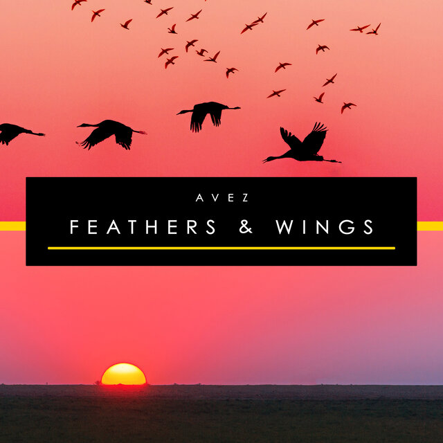 Feathers & Wings