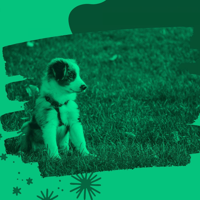 Thrilling Background for Dog Training