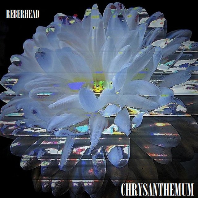 Chrysanthemum