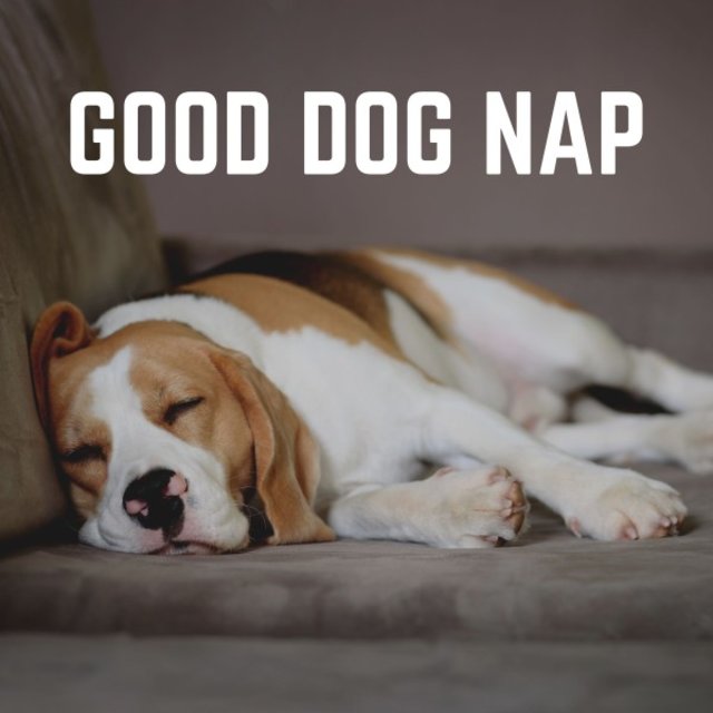 Good Dog Nap