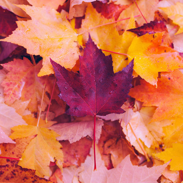 fall