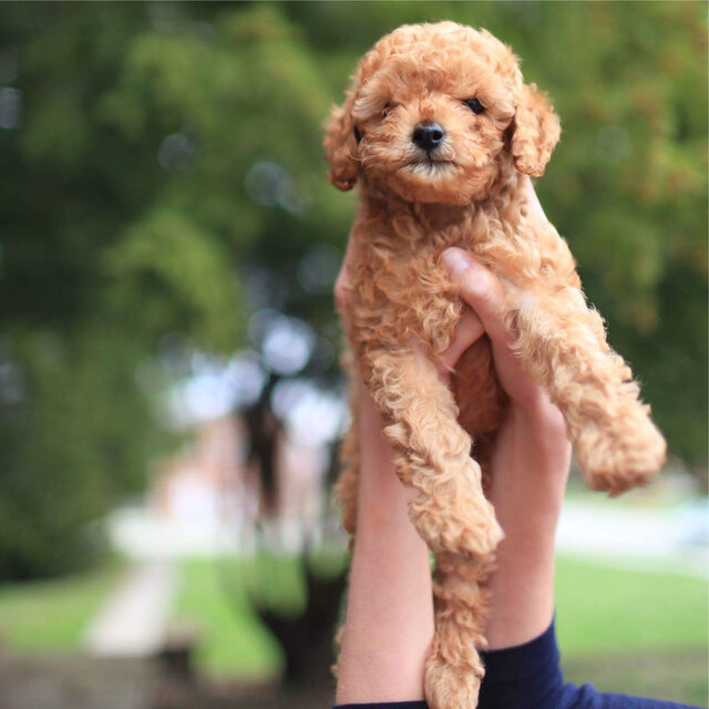 50 Relaxig Sounds for Dogs
