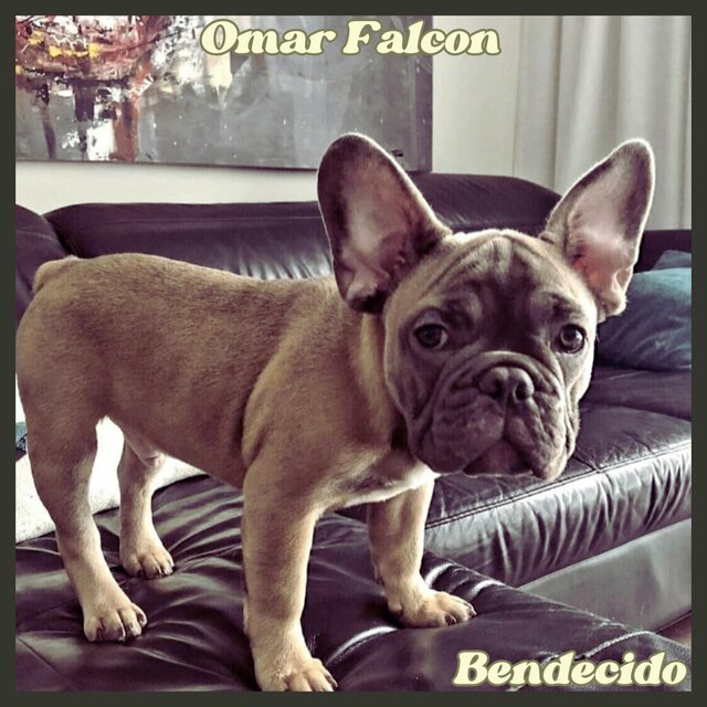 Bendecido