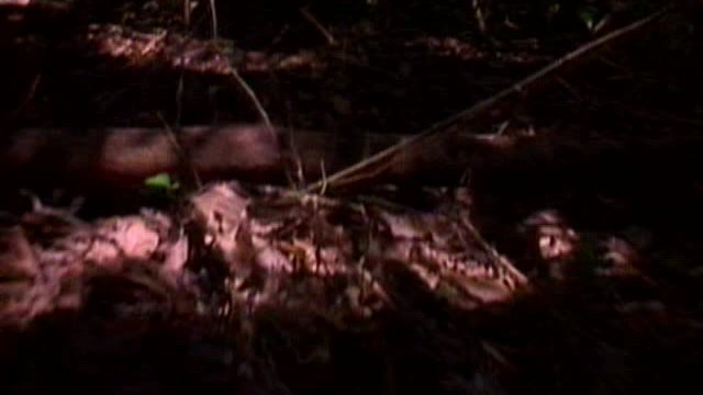 Infected (Video)