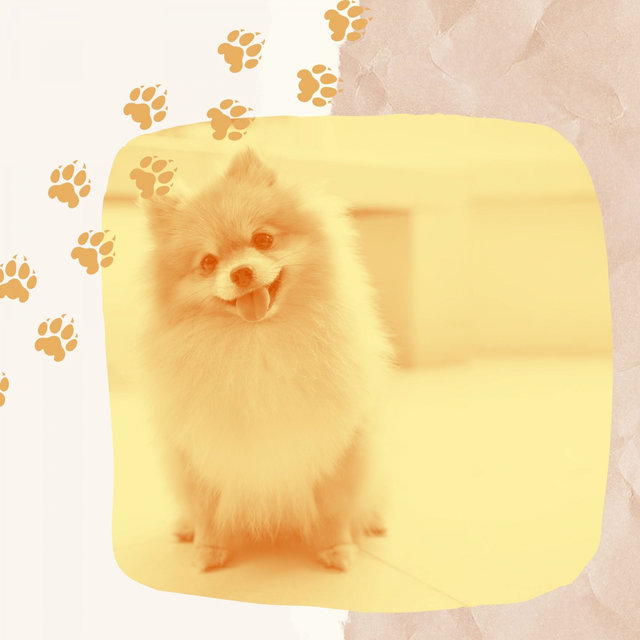 Quiet Bgm for Doggy Naptime