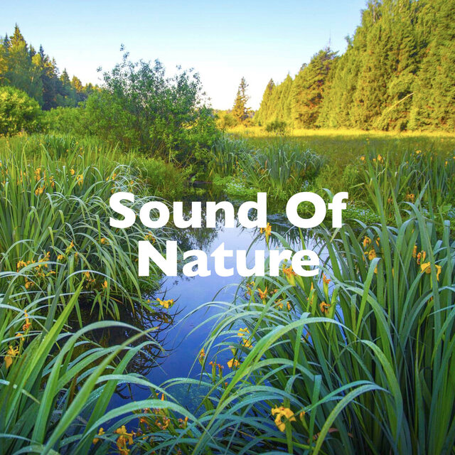 Sound of Nature