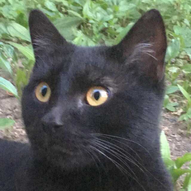 grey cat