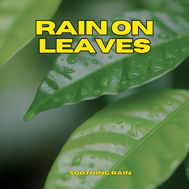 Rain on Leaves
