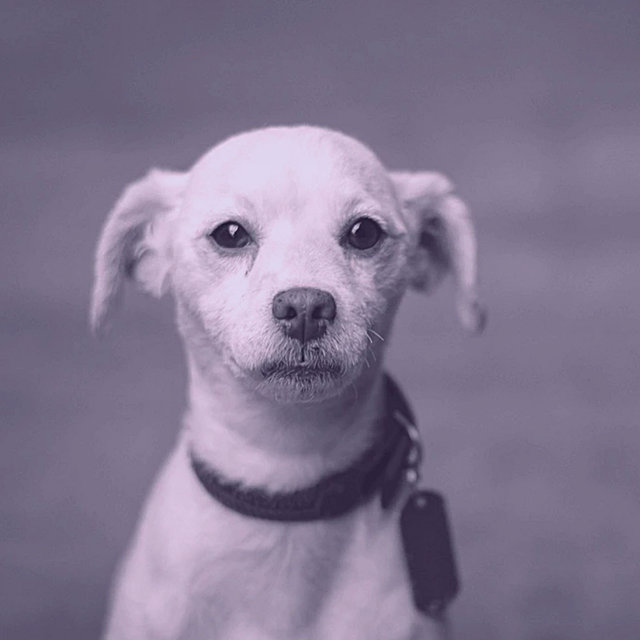 Calming Your Dog - Atmospheric