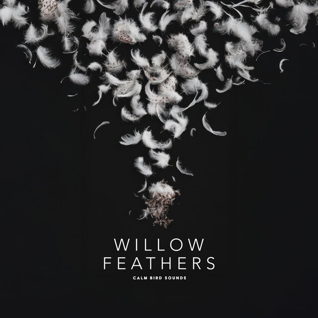 Willow Feathers