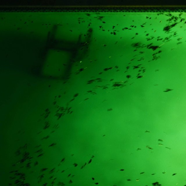 GREENSKINCLUB