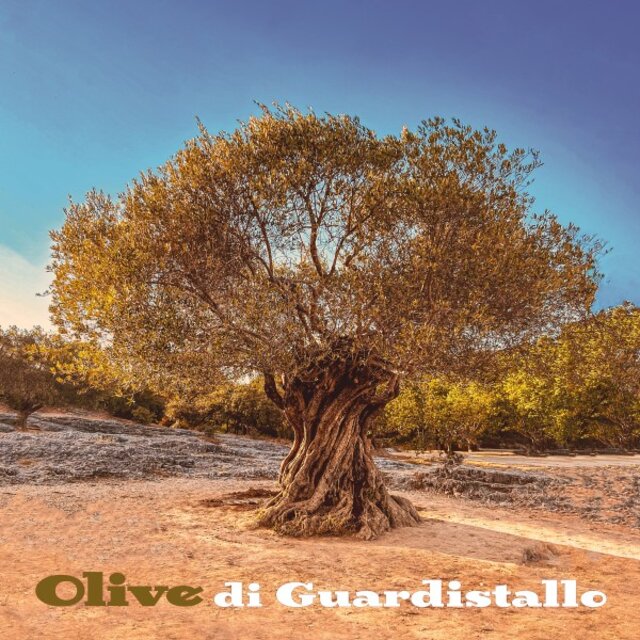 Olive di Guardistallo