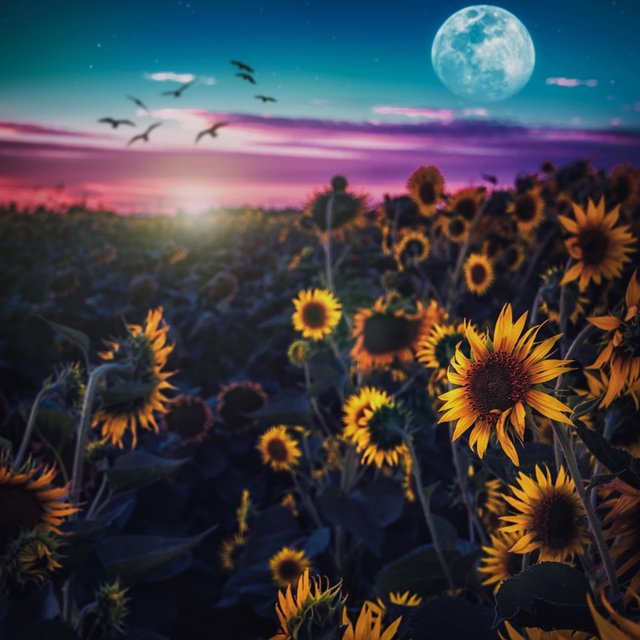 The Moonshine
