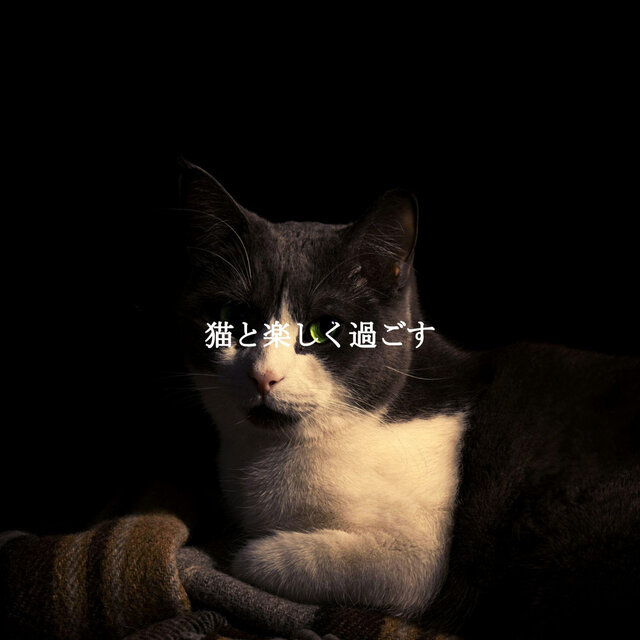 猫と楽しく過ごす