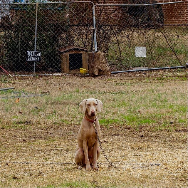 Dogfather