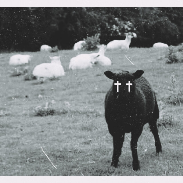 Black Sheep