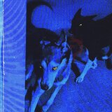 Wolves